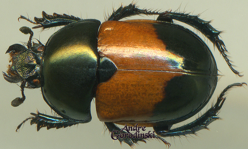 http://www.gorodinski.ru/geotrupes/Geotrupes bicolor.jpg